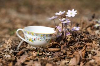 Tea & Wild Flowers